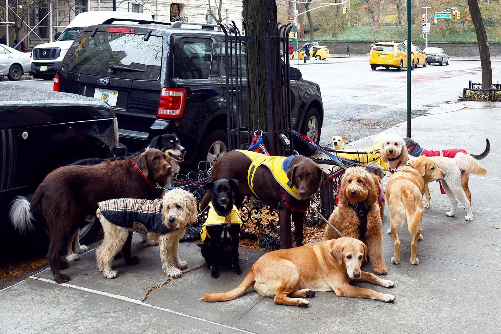 Selep Imaging Blog Amazing Sight in New York City Dogs!
